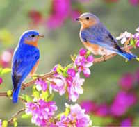 Giáo án sinh hoạt dưới cờ lớp 1 tuần 20 chủ đề: Múa hát về chủ đề mùa xuân