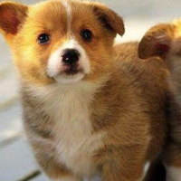 PowerPoint Ngữ văn 6 Bài 8: Tại sao nên có vật nuôi trong nhà?