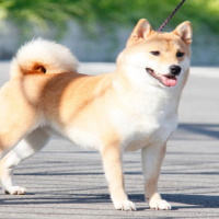 PowerPoint Tiếng Việt 2 Bài 20: Viết về vật nuôi