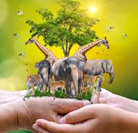 Giáo án Sinh hoạt dưới cờ lớp 12 Bảo vệ thế giới tự nhiên tuần 25