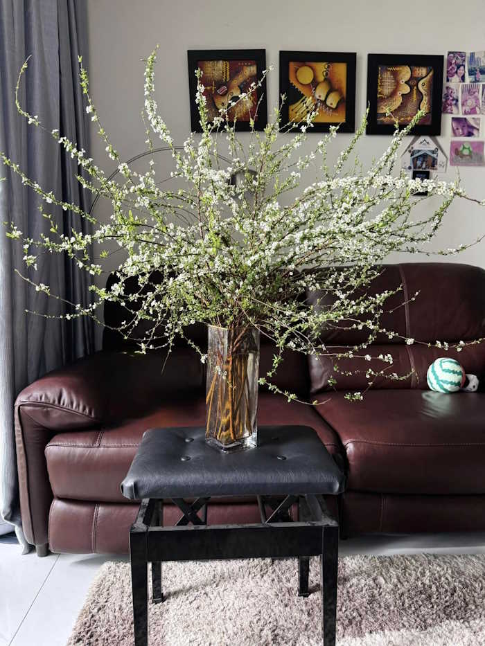 cắm hoa tuyết mai trong bình thủy tinh dáng vạn tuế