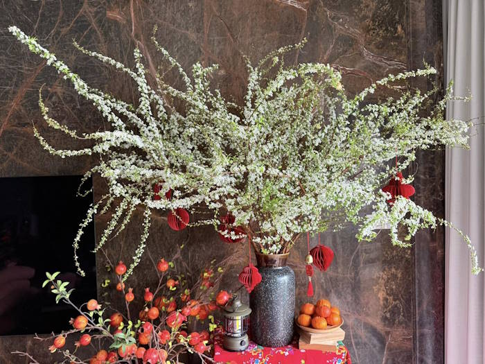 Cắm hoa tuyết mai trong bình gốm với dáng tán xòe rộng