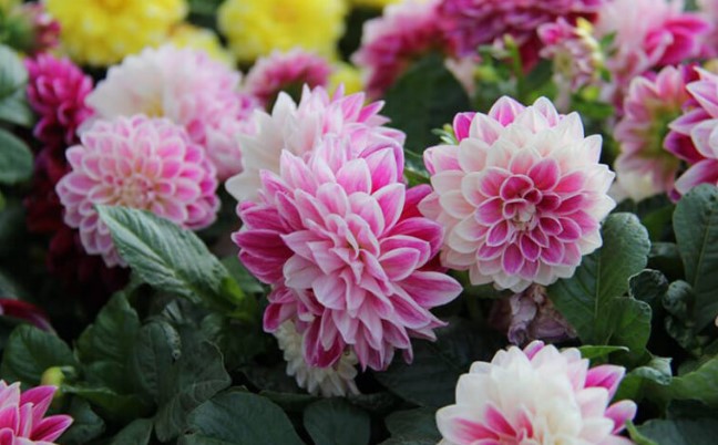 Hoa thược dược