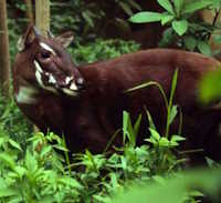 Giáo án Sinh hoạt lớp 12 Bảo vệ thế giới tự nhiên tuần 25