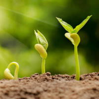 PowerPoint Tiếng Việt 2 Bài 22: Hạt đỗ nảy mầm