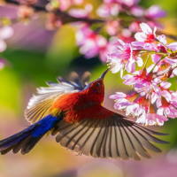 PowerPoint Tiếng Việt 2 Bài 23: Nghe - viết Chim én, Chữ hoa T