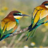 PowerPoint Tiếng Việt 2 Bài 23: Viết về đồ chơi hình một loài chim