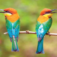 PowerPoint Tiếng Việt 2 Bài 23: Đọc sách báo viết về các loài chim