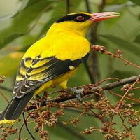 PowerPoint Tiếng Việt 2 Bài 24: Nghe - viết Chim rừng Tây Nguyên. Chữ hoa U, Ư