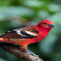 PowerPoint Tiếng Việt 2 Bài 24: Viết về hoạt động chăm sóc, bảo vệ loài chim