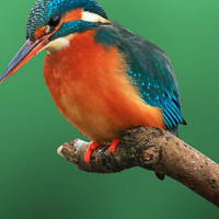 PowerPoint Tiếng Việt 2 Bài 24: Thông điệp từ loài chim