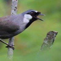 PowerPoint Tiếng Việt 2 Bài 24: Em đã biết những gì, làm được những gì?