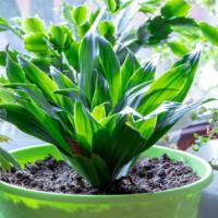 PowerPoint Tự nhiên và xã hội 3 Bài 15: Lá, thân, rễ của thực vật