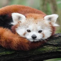 PowerPoint Tiếng Việt 2 Bài 25: Viết về đồ chơi hình một loài vật