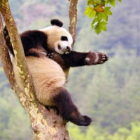 PowerPoint Tiếng Việt 2 Bài 25: Quan sát đồ chơi hình một loài vật