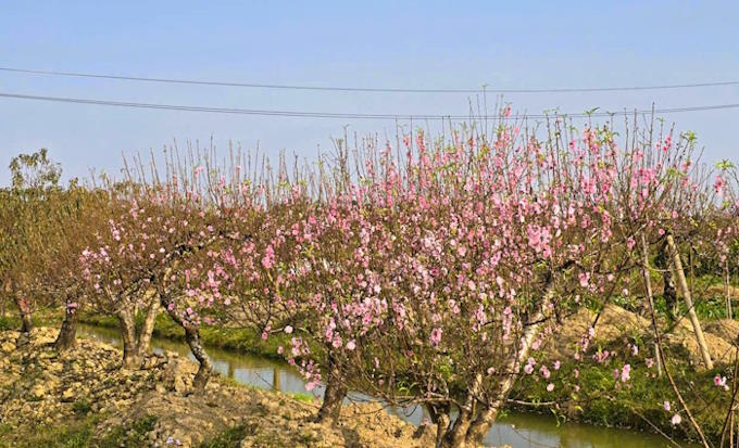 Vườn đào ngày Tết nở rộ