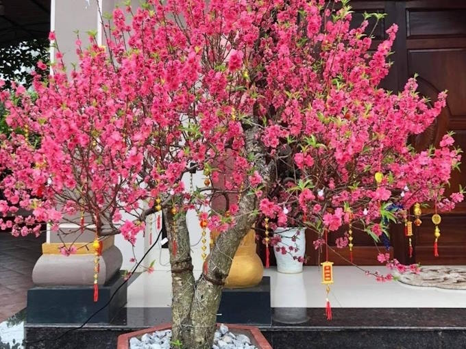 Cây đào nở rộ trước hiên nhà ngày Tết