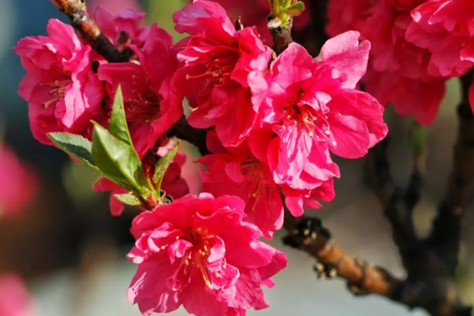 Những chùm hoa Bích đào nở rộ