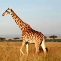 PowerPoint Tiếng Việt 2 Bài 26: Hươu cao cổ