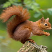 PowerPoint Tiếng Việt 2 Bài 26: Nghe - viết Con Sóc. Chữ hoa X