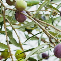 PowerPoint Tiếng Việt 2 Bài 6: Mở rộng vốn từ về cây cối