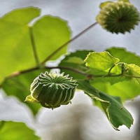 PowerPoint Tiếng Việt 2 Bài 6: Viết đoạn văn kể về việc chăm sóc cây cối. Đọc mở rộng