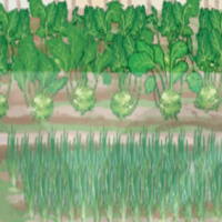 PowerPoint Tiếng Việt 2 Bài 11: Sự tích cây thì là