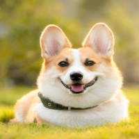 PowerPoint Tiếng Việt 2 Bài 12: Mở rộng vốn từ về vật nuôi. Câu nêu đặc điểm của các loài vật