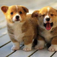 PowerPoint Tiếng Việt 2 Bài 12: Viết đoạn văn kể về hoạt động của con vật. Đọc mở rộng