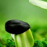 PowerPoint Tiếng Việt 2 Bài 13: Kể chuyện Hạt giống nhỏ