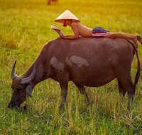 Kế hoạch bài dạy Tiết đọc thư viện lớp 1 tiết 12