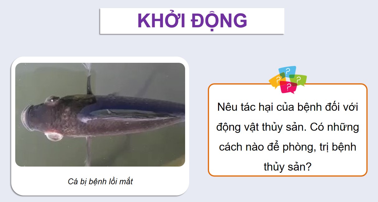 ppt cong nghe 12 kntt b24 1*534690