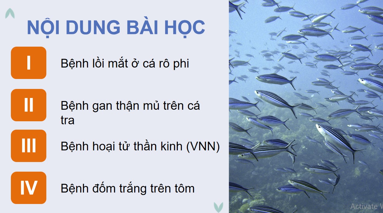 ppt cong nghe 12 kntt b24 3*534694