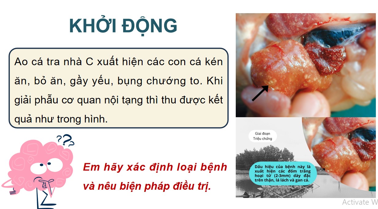 ppt cong nghe 12 kntt on tap c9 1*534709