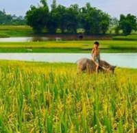 Giáo án Sinh hoạt tập thể lớp 1 tuần 29 chủ đề: Quê hương tươi đẹp