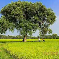 Giáo án Sinh hoạt tập thể lớp 1 tuần 32 chủ đề: Quê hương tươi đẹp