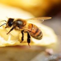 PowerPoint Tiếng Việt 2 Bài 2: Đọc Ong xây tổ