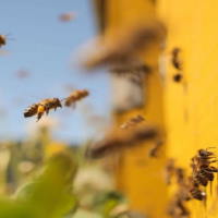 PowerPoint Tiếng Việt 2 Bài 2: Nghe - viết Ong xây tổ. Phân biệt ua/uơ, r/d/gi, ên/ênh