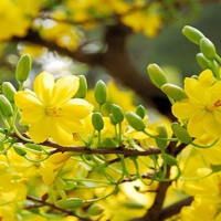 PowerPoint Tiếng Việt 2 Bài 4: Đọc Hoa mai vàng