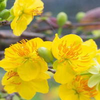 PowerPoint Tiếng Việt 2 Bài 4: Nghe - viết Hoa mai vàng. Phân biệt ao/oa, ch/tr, ich/it