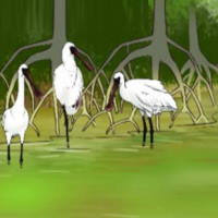 PowerPoint Tiếng Việt 2 Bài 2: Đọc Rừng ngập mặn Cà Mau