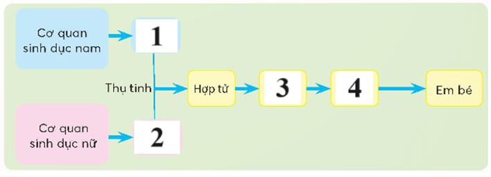 đề kiểm tra giữa học kì 2 Khoa học 5 CTST