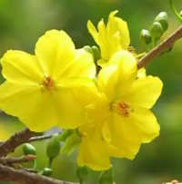 PowerPoint Âm nhạc 1 Tuần 17 Chủ đề 5: Nhịp điệu mùa xuân