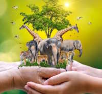 PowerPoint Tự nhiên và xã hội 1 bài 15: Cây xung quanh em tiết 2