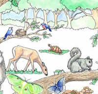 PowerPoint Tự nhiên và xã hội 1 bài 15: Cây xung quanh em tiết 3