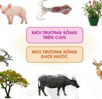 PowerPoint Tự nhiên và xã hội 1 bài 17: Con vật quanh em tiết 2