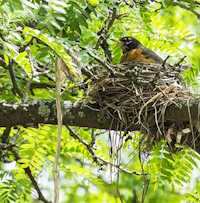 PowerPoint Tự nhiên và xã hội 1 bài 17: Con vật quanh em tiết 3