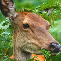 PowerPoint Tự nhiên và xã hội 1 bài 19: Ôn tập chủ đề động vật và thực vật