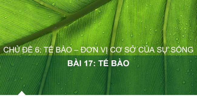 PowerPoint Khoa học tự nhiên 6 Bài 17: Tế bào