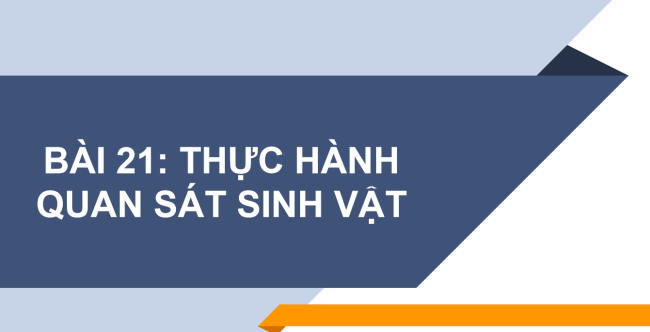 PowerPoint Khoa học tự nhiên 6 Bài 21: Thực hành quan sát sinh vật
